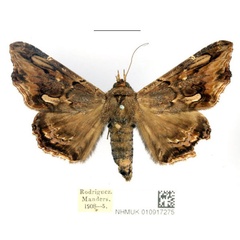 /filer/webapps/moths/media/images/A/alope_Lacera_AF_BMNH_02_LNcEZj8.jpg