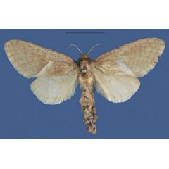 /filer/webapps/moths/media/images/D/durrellbarnesi_Zambezia_HT_NMB.jpg