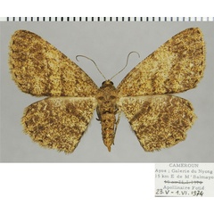 /filer/webapps/moths/media/images/A/amphitromera_Ectropis_AF_ZSM.jpg