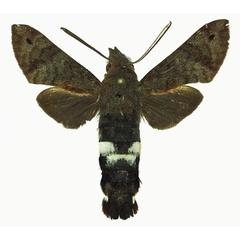 /filer/webapps/moths/media/images/A/alterhirundo_Leucostrophus_AM_Basquin_01a.jpg