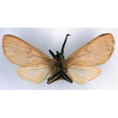 /filer/webapps/moths/media/images/C/chryseis_Metarctia_HT_ZSM_02.jpg