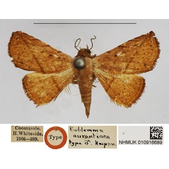 /filer/webapps/moths/media/images/A/aurantiaca_Eublemma_HT_NHMUK_AYW2mHX.jpg