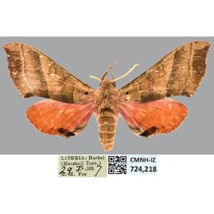 /filer/webapps/moths/media/images/P/prestonclarki_Rufoclanis_AT_CMNHa.jpg