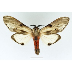 /filer/webapps/moths/media/images/S/schoutedeni_Fentonina_AM_Basquin_05.jpg