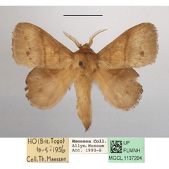/filer/webapps/moths/media/images/M/marginepunctata_Leipoxais_AM_MGCLa_02.JPG