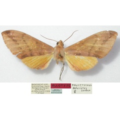 /filer/webapps/moths/media/images/D/delicatus_Malgassoclanis_AF_MNHN.jpg