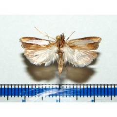 /filer/webapps/moths/media/images/P/placydioni_Classeya_A_Goffa_01.jpg