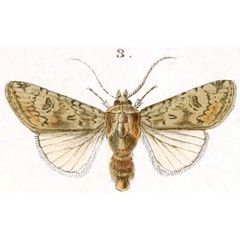 /filer/webapps/moths/media/images/N/nili_Agrotis_HT_BB_1-6.jpg