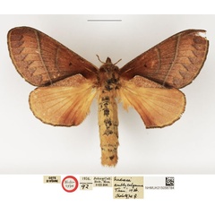 /filer/webapps/moths/media/images/A/amblycalymma_Nadiasa_HT_NHMUK.jpg