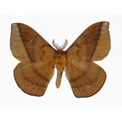 /filer/webapps/moths/media/images/A/altivola_Maltagorea_HT_Basquin.jpg