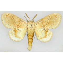/filer/webapps/moths/media/images/D/decora_Eucraera_HT_BMNH.jpg