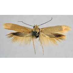 /filer/webapps/moths/media/images/P/pelinaula_Scythris_AM_NHMO_02.jpg