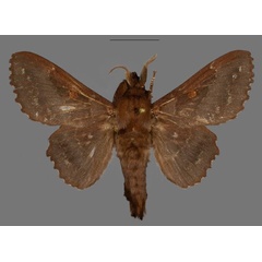 /filer/webapps/moths/media/images/B/bradyi_Mimopacha_HT_Mueller.jpg
