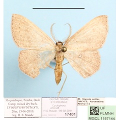 /filer/webapps/moths/media/images/U/unocula_Cyclophora_A_MGCLa_01.JPG