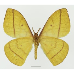 /filer/webapps/moths/media/images/M/murphyi_Tagoropsiella_AM_Basquinb.jpg