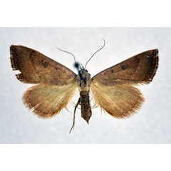 /filer/webapps/moths/media/images/M/magalium_Phytometra_A_NHMO.jpg