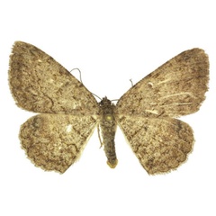 /filer/webapps/moths/media/images/C/cryptica_Morabia_PTF_Kingstona.jpg