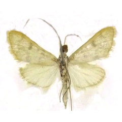 /filer/webapps/moths/media/images/P/postmediofusalis_Pyrausta_HT_Seizmairb.jpg