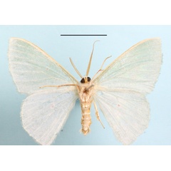 /filer/webapps/moths/media/images/O/oculata_Prasinocyma_A_MGCLb_01.jpg