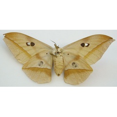 /filer/webapps/moths/media/images/A/angasana_Saturnia_HT_NHMUKb.jpg