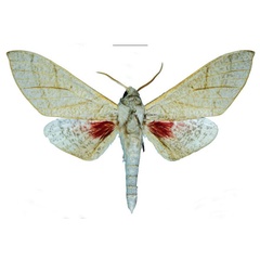 /filer/webapps/moths/media/images/H/haendeli_Neoclanis_HT_EMEMa.jpg