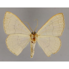 /filer/webapps/moths/media/images/T/trisinuata_Isoplenia_A_ZSM_02.jpg