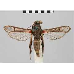 /filer/webapps/moths/media/images/P/phaedrostoma_Synanthedon_AM_BMNH.jpg