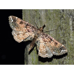 /filer/webapps/moths/media/images/L/longinasus_Cilaus_A_Rochat.jpg