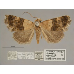 /filer/webapps/moths/media/images/A/argyrostrota_Eulocastra_PT_OUMNHa_01.jpg