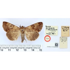 /filer/webapps/moths/media/images/O/ochracescens_Anua_HT_BMNH.jpg