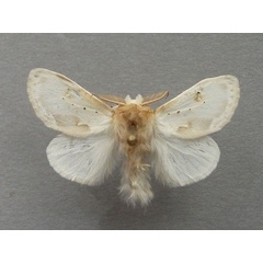 /filer/webapps/moths/media/images/V/varipes_Naroma_A_Baron_01.jpg