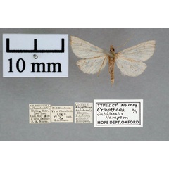 /filer/webapps/moths/media/images/S/sabulosalis_Criophthona_PTF_OUMNH_02.jpg