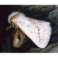 /filer/webapps/moths/media/images/W/whichgrafi_Phiala_A_Roland_05.jpg