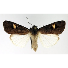 /filer/webapps/moths/media/images/A/africana_Brithysana_AM_Aulombard.jpg