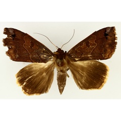 /filer/webapps/moths/media/images/S/subdiversa_Ophiusa_AF_TMSA_02.jpg