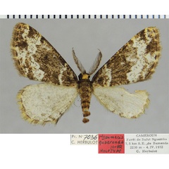 /filer/webapps/moths/media/images/Q/quaerenda_Hypomecis_HT_ZSMa.jpg