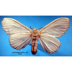 /filer/webapps/moths/media/images/S/sjostedti_Euproctis_STF_SNHMb.jpg