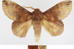 Mallocampa leighi