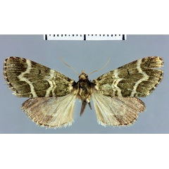 /filer/webapps/moths/media/images/V/vieualis_Megarthria_AT_MNHN.jpg