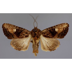 /filer/webapps/moths/media/images/D/debilis_Tracheplexia_A_RMCA_01.jpg