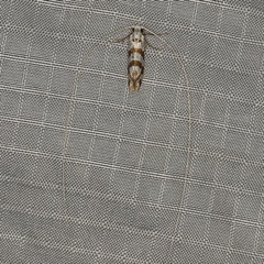/filer/webapps/moths/media/images/W/wahlbergi_Ceromitia_A_Heyns_02.JPG