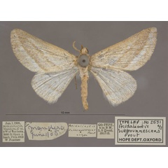 /filer/webapps/moths/media/images/S/subbrunnescens_Hemidromodes_PTF_OUMNHa_02.jpg