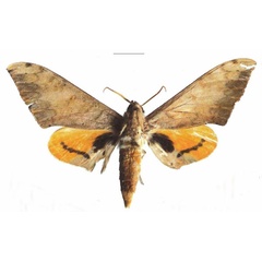/filer/webapps/moths/media/images/K/kakamegae_Pseudoclanis_HT_EMEMa.jpg