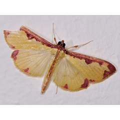 /filer/webapps/moths/media/images/P/pudoraria_Cadarena_A_Mazzei.jpg