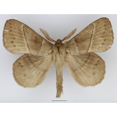 /filer/webapps/moths/media/images/G/grisea_Philotherma_AM_Basquin_01.jpg