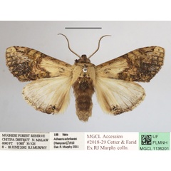/filer/webapps/moths/media/images/O/ochribasis_Achaera_AF_MGCLa_04.JPG