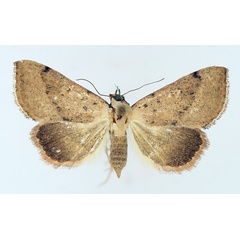 /filer/webapps/moths/media/images/F/fragilis_Antarchaea_AF_TMSA_02.jpg