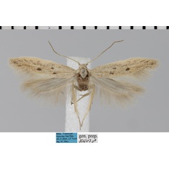 /filer/webapps/moths/media/images/O/obstans_Ephysteris_AM_MfN.jpg