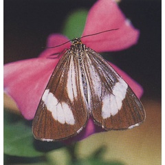 /filer/webapps/moths/media/images/P/pallescens_Nyctemera_AM_DallAsta.jpg