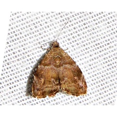/filer/webapps/moths/media/images/A/aegyptiaca_Choreutis_A_Braun_09.jpg